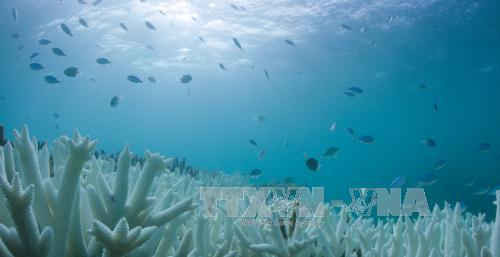 Rặng san hô khổng lồ bị tẩy trắng do nước biển ấm lên ở Vlassoff Cay (Australia). Ảnh: EPA/TTXVN