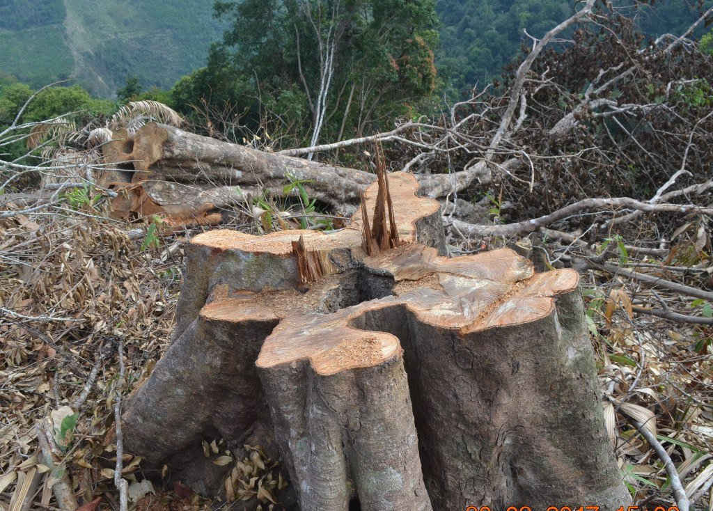 Hàng chục cây gỗ tự nhiển có tuổi đời hàng chục năm, tay người người ôm không xuể đã bị đón hạ ngã chõng chơ