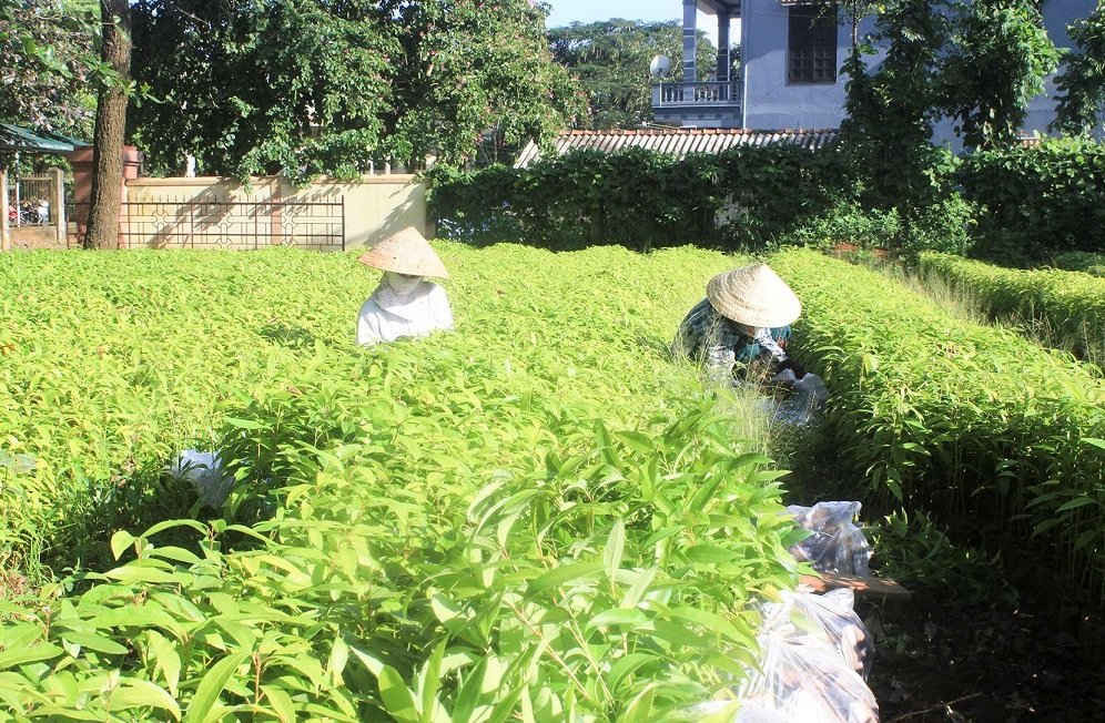 Cây giống phục vụ trồng rừng ở huyện Hướng Hóa – Quảng Trị
