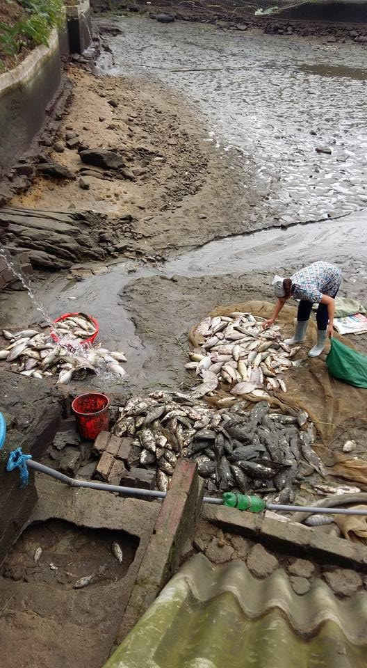 Cá của người dân ở thôn Tân Lợi, xã Xuân Giao, huyện Bảo Thắng ( tỉnh Lào Cai) bị chết trắng ao do sự cố môi trường do Công ty cổ phần DAP số 2 Vinachem ở Khu công nghiệp tằng Loỏng gây ra.  