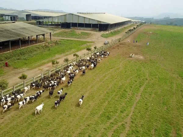 Đàn bò sữa và bê gần 1.000 con được chuyển đổi từ bò thông thường sang chăn nuôi hữu cơ tiêu chuẩn Châu Âu và Mỹ của tập đoàn TH. Đây là đàn bò đầu tiên của VN thực hiện chuyển đổi chăn nuôi theo tiêu chuẩn này