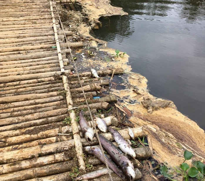 Doanh nghiệp độc ác xả thải trái phép ra sông Âm khiến cho cá tự nhiên và các loải thủy sinh khác chết hàng loạt