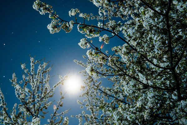 Mùa xuân ở Hungary: Mặt trăng chiếu sáng hoa anh đào đang nở ở Somosko gần Salgotarjan, phía Đông Bắc Budapest. Ảnh: Peter Komka / EPA