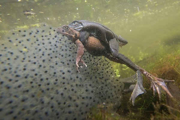 Hai con ếch giao phối dưới nước ở Norfolk, Vương quốc Anh. Ảnh: Josh Jaggard / REX / Shutterstock