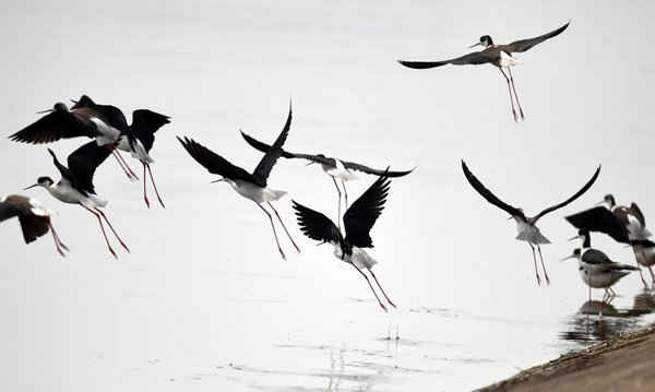 Đàn chim nước bay qua hồ Shuimentang ở quận Huoqiu, tỉnh An Huy, phía Đông Trung Quốc. Ảnh: Tao Ming / Tân Hoa Xã / Barcroft Images