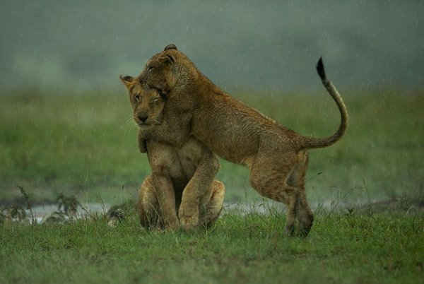 Sư tử con chơi đùa với sư tử mẹ khi trời mưa ở Masai Mara, Kenya. Ảnh: Shivang Mehta/Barcroft Images