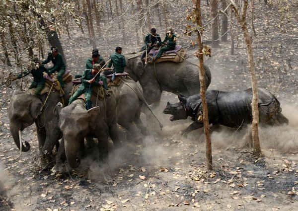 Tê giác một sừng quý hiếm tấn công đội kiểm lâm Nepal sau khi được thả ra từ Vườn quốc gia Chitwan, cách phía Nam thủ đô Kathmandu khoảng 155 dặm. Ảnh: Prakash Mathema / AFP / Getty Images