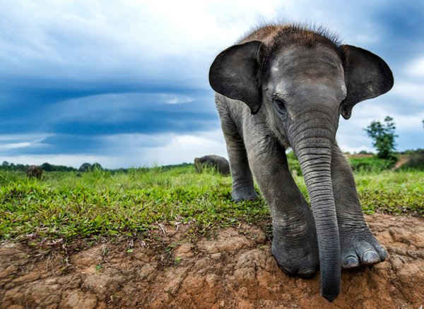 Chú voi Sumatran nhỏ ở Vườn quốc gia Way Kambas, Sumatra. Voi Sumatra là một trong ba phân loài của voi châu Á và đang bị đe dọa nghiêm trọng. Ảnh: Paul Hilton / WCS