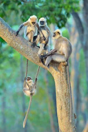 Ấn Độ: Một chú khỉ châu Á nhỏ đánh đu trên đuôi của hai chú khỉ lớn khi nhóm khỉ này nghỉ ngơi trên một cái cây vào ban đêm. Ảnh: Thomas Vijayan / Unforgettable Behaviour / NHM