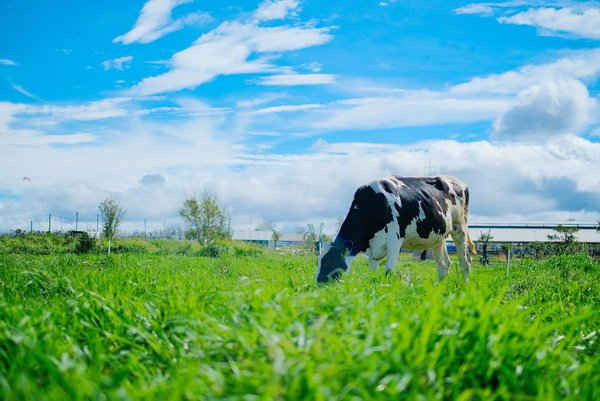 Trang trại Vinamilk Organic Đà Lạt – nơi 500 cô bò organic cho nguồn sữa 100% organic tươi ngon thuần khiết mỗi ngày