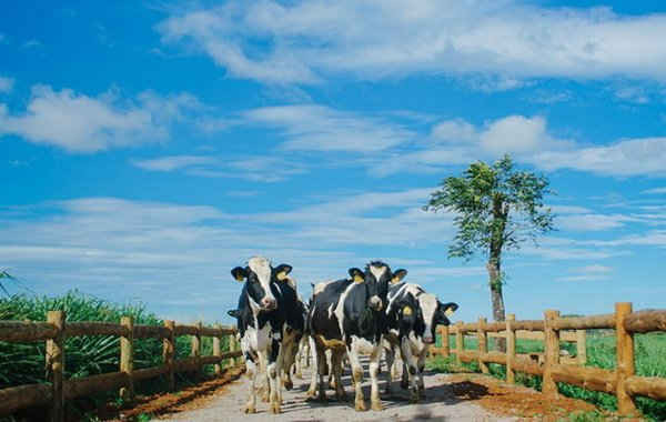 Trang trại Vinamilk Organic Đà Lạt - nơi 500 cô bò organic cho nguồn sữa 100% organic tươi ngon thuần khiết mỗi ngày
