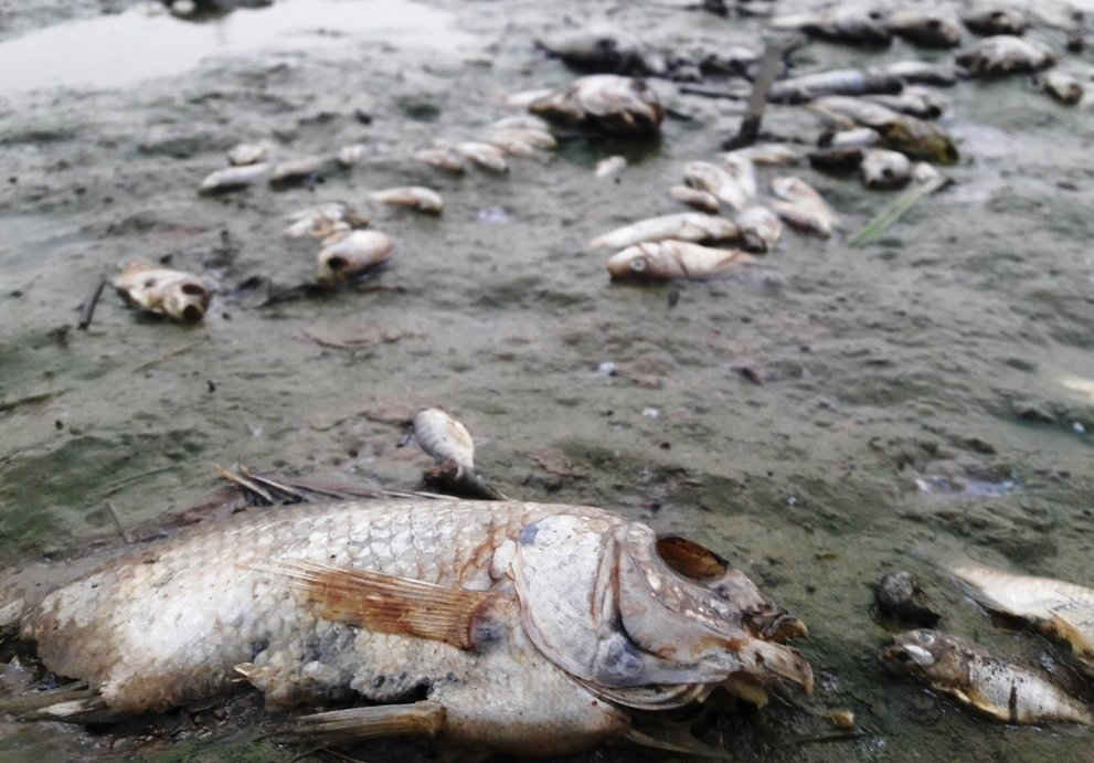 Cá chết trắng đồng đã xảy ra tại khu vực Bàu Lệ Sơn thuộc xã Hòa Tiến (Hòa Vang, Đà Nẵng), khiến mùi hôi thối bốc lên nồng nặc 