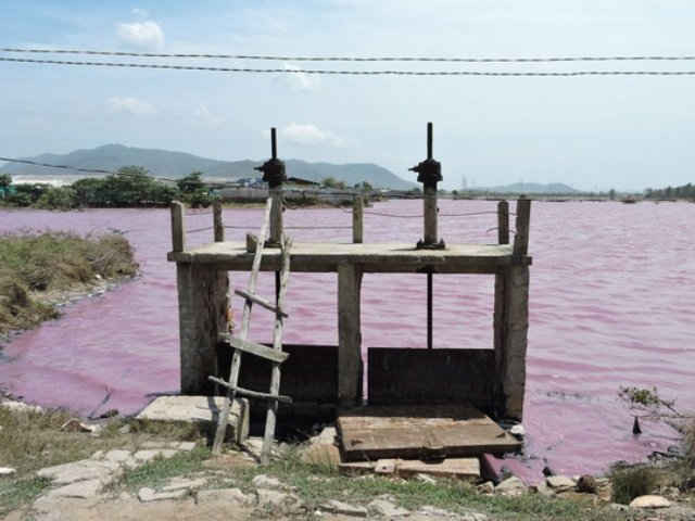 Hồ nước trước cổng số 6 chuyển màu hồng đậm, bốc mùi hôi thối nồng nặc
