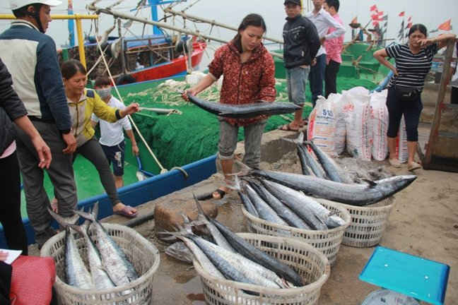 Sau gần nửa tháng đánh bắt xa bờ, chiếc tàu vỏ thép của ngư dân Trần Xuân Sinh (xã Thạch Bằng, huyện Lộc Hà, Hà Tĩnh) trúng mẻ cá thu hơn 2 tấn, thu về gần 400 triệu đồng
