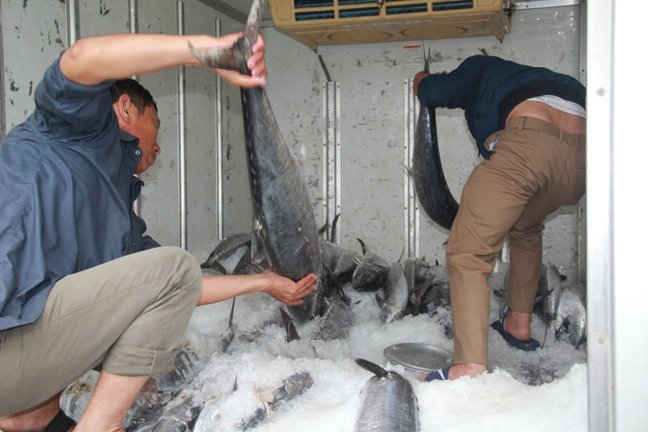Trên bến, chiếc xe đông lạnh đã kịp lui tới “săn đón” từng gánh cá thu tươi ngon của ngư dân vừa đánh bắt được