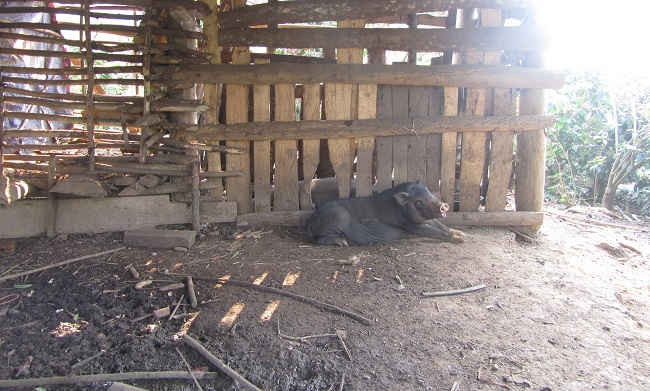 Nhiều nơi ở vùng sâu, vùng xa trong tỉnh Điện Biên vẫn còn tập quán nuôi thả gia súc dưới gầm nhà