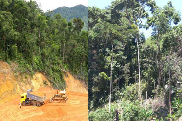 Chủ tịch UBND tỉnh yêu cầu các cơ quan chuyên môn trực thuộc phải tổ chức thực hiện công tác theo dõi diễn biến tài nguyên rừng và đất lâm nghiệp trên địa bàn quản lý