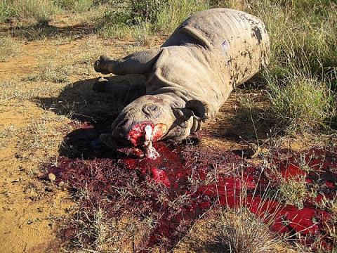 Một chú tê giác bị giết hại dã man để lấy sừng tại Châu Phi