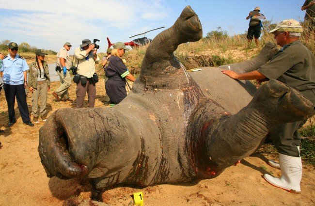 Đòan chuyên gia cùng với ca sĩ Hồng Nhung  bên xác một chú tê giác bị giết tại châu Phi