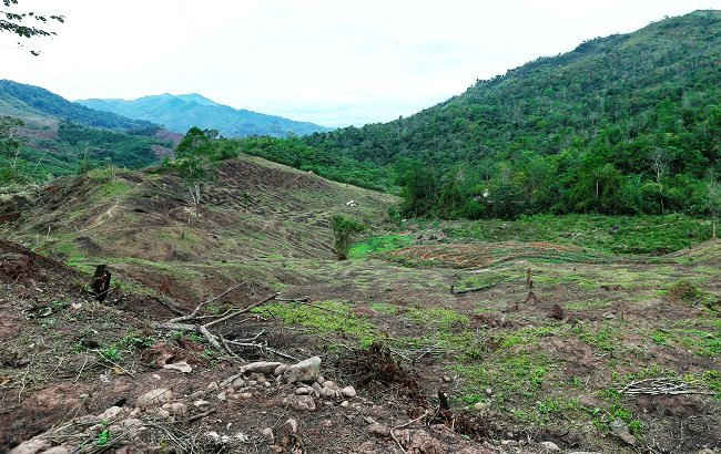 UBND tỉnh Điện Biên yêu cầu tập trung xử lý dứt điểm các vụ việc phá rừng làm nương, khai thác, chặt phá rừng trái pháp luật