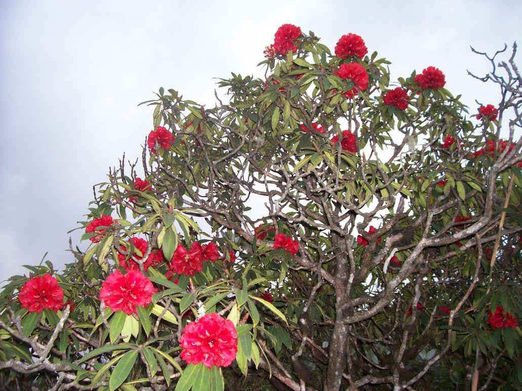 Hoa Đỗ Quyên Quang trụ là loài hoa đặc hữu của Vườn quốc gia Hoàng Liên (Sa Pa) mọc gần đỉnh núi Phan Si Păng cao 3.143 m từng được công nhận là Cây di sản Việt Nam.