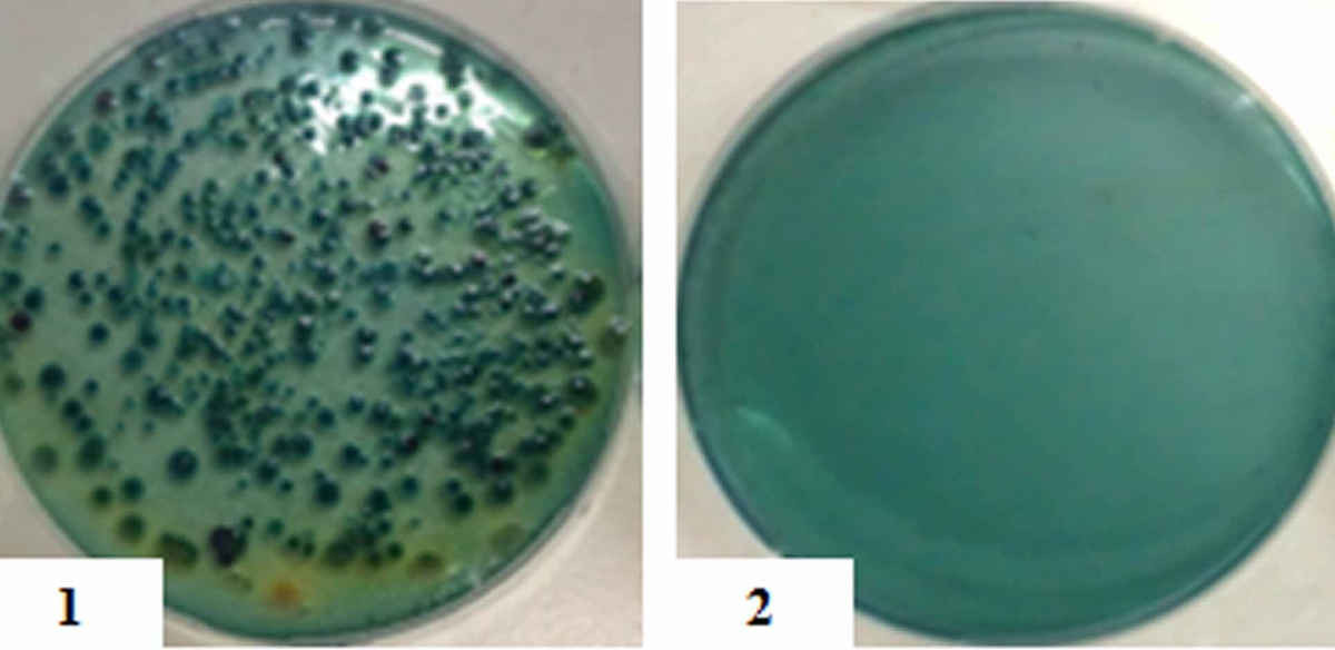 Khuẩn lạc Vibrio spp của mẫu nước (1) trước và sau khi lọc qua tấm lọc gốm (2)
