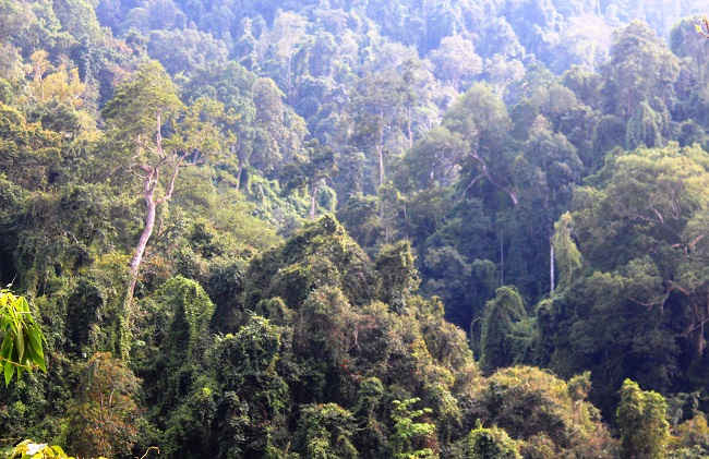 Tỷ lệ che phủ rừng của huyện Mường Tè trên 62,6%, cao nhất tỉnh Lai Châu.