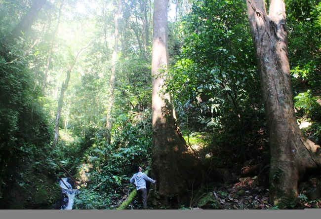Khu rừng đặc dụng của xã Mù Cả, huyện Mường Tè.