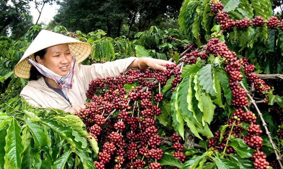 Hỗ trợ 1,1 tỷ đồng cho nông dân nghèo ở Quảng Trị trồng cà phê sạch