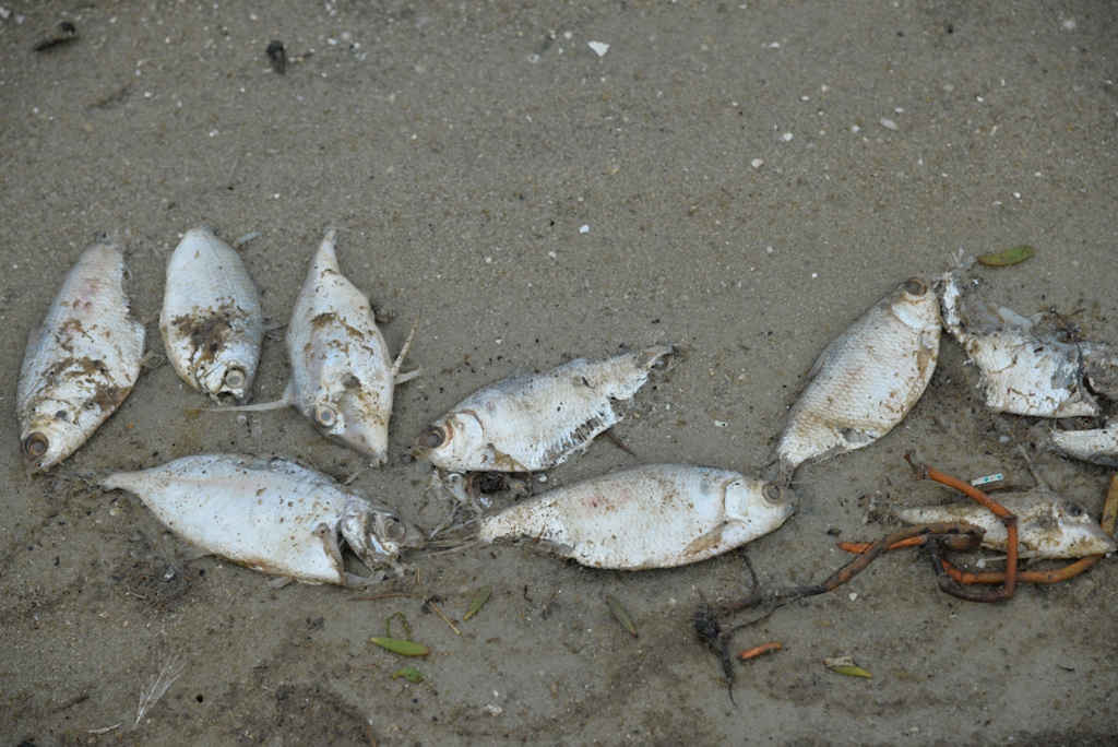 Cá chết do sự cố Nhà máy đường Khánh Hòa đêm 12 rạng sáng ngày 13/3 tại Đầm Thủy Triều, thuộc địa phận xã Cam Thành Bắc, huyện Cam Lâm