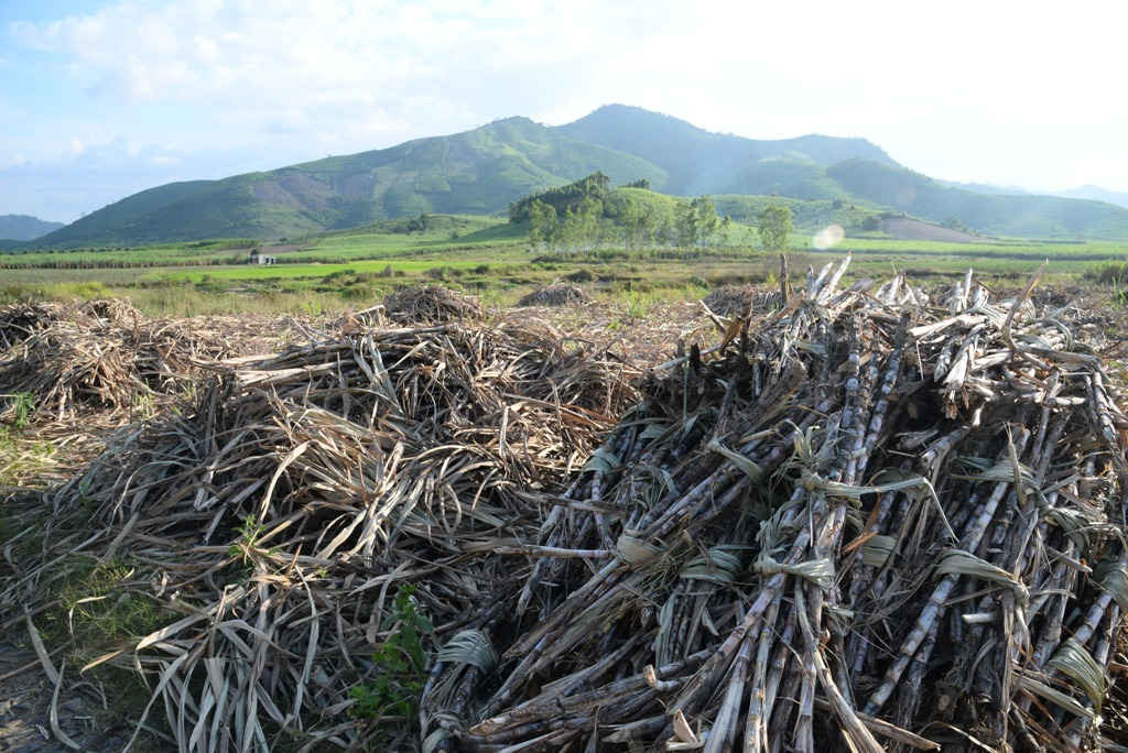 Mía sau thu hoạch bị gián đoạn vận chuyển do sự cố NMĐ Khánh Hòa