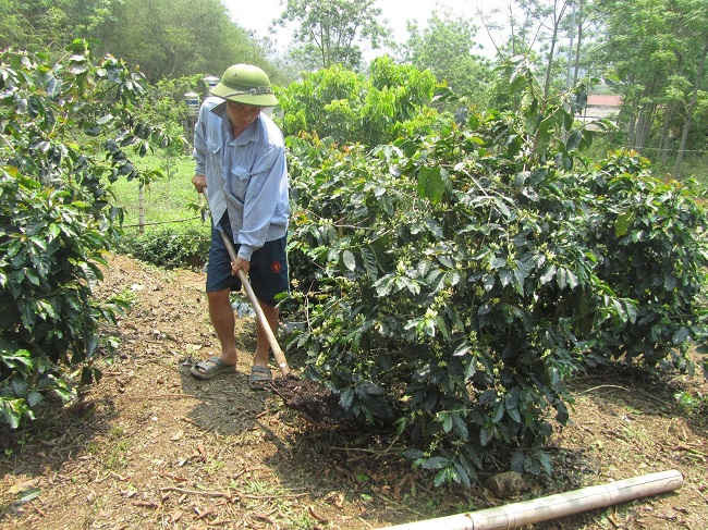 Phân bón làm từ vỏ cà phê vừa thân thiện với môi trường vừa tiết kiệm chi phí cho người dân 