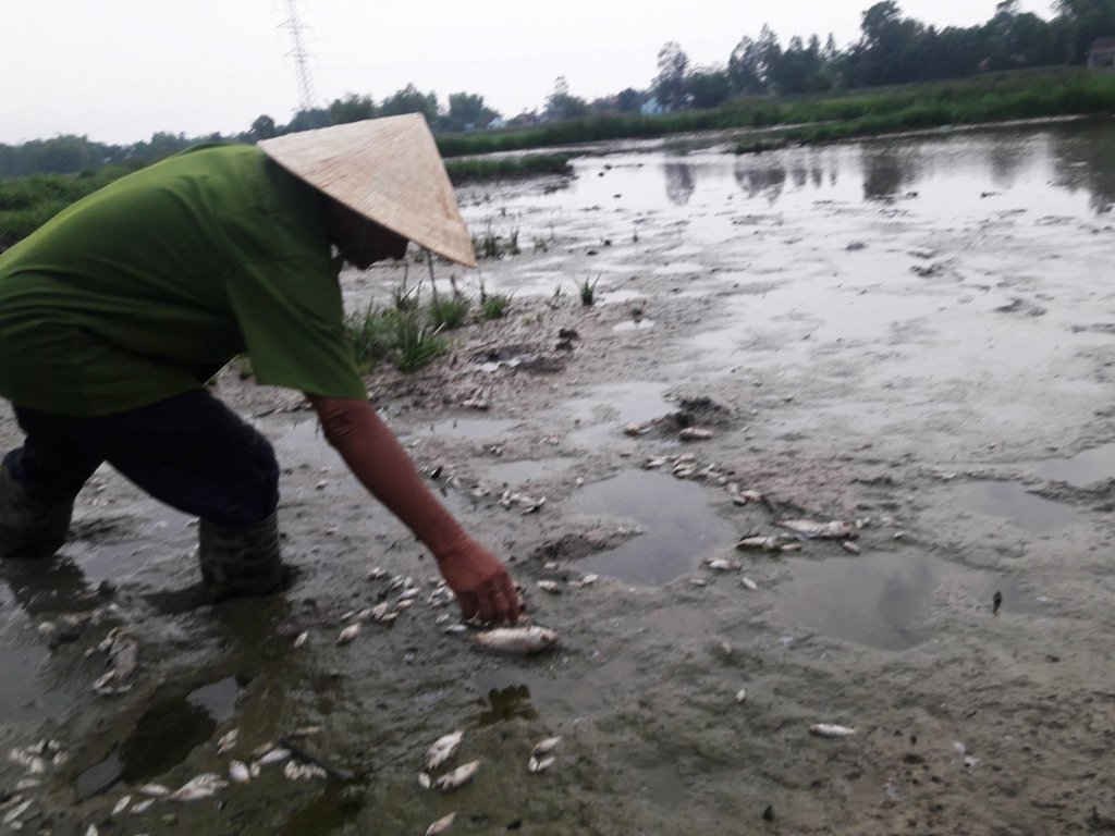 Cá chết trắng đồng đã xảy ra tại khu vực Bàu Lệ Sơn thuộc xã Hòa Tiến (Hòa Vang, Đà Nẵng), khiến mùi hôi thối bốc lên nồng nặc trong thời gian qua