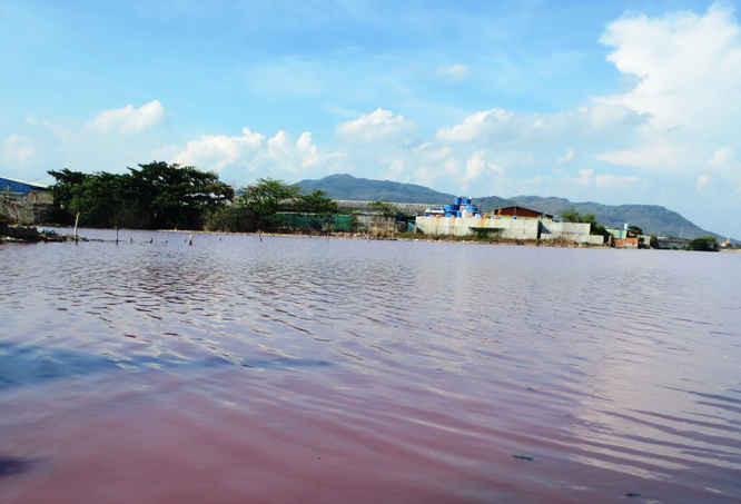 1. Nước trong đầm trước cống số 6 ở Bà Rịa – Vũng Tàu bị ô nhiễm tạo điều kiện cho tảo Lam phát triển mạnh gây ra hiện tượng nước màu tím