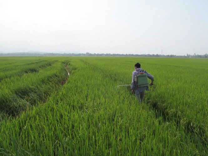 Trên địa bàn tỉnh Quảng Trị có hơn 1.500 hecta lúa bị nhiễm rầy