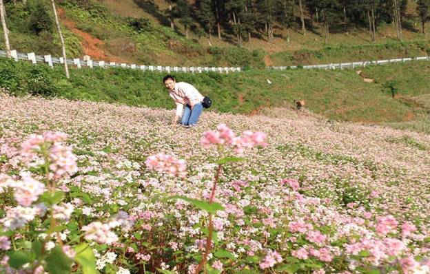 Làm dáng trên cánh đồng hoa Tam Giác Mạch ở Lầu Thí Ngài (Bắc Hà)