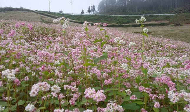 Hoa Tam Giác Mạch đang khoe sắc tuyệt đẹp ở vùng cao Lào Cai