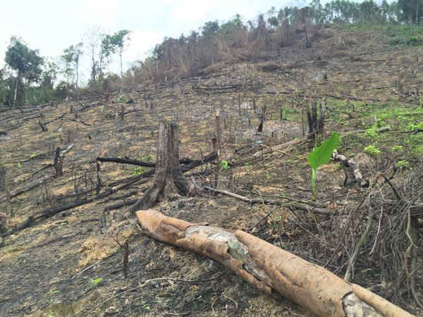 Việc phá rừng tại Yên Thế là có thật, điều này được chính đại diện của các cơ quan (Sở NN&PTNT - UBND huyện Yên Thế - Chi cục Kiểm lâm - Công ty Trường Lộc) có mặt tại buổi làm việc xác nhận