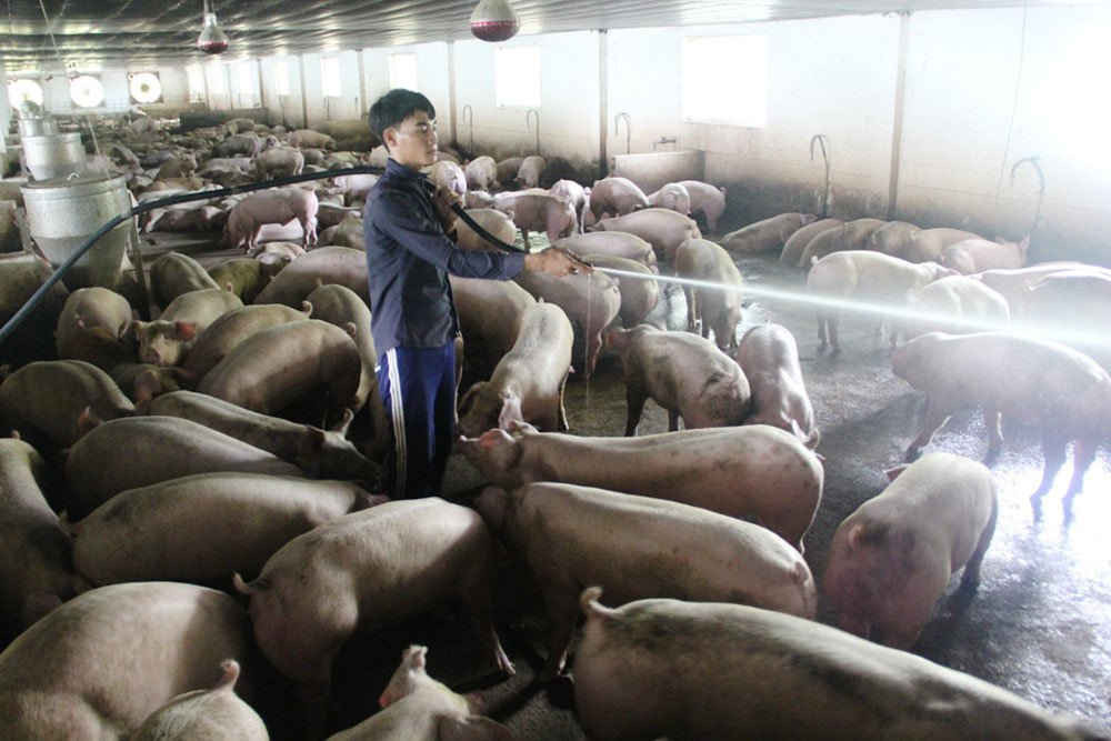 Nhiều trang trại đang chăn lợn theo kiểu cầm chừng vì giá thịt giảm sâu (ảnh Internet) 