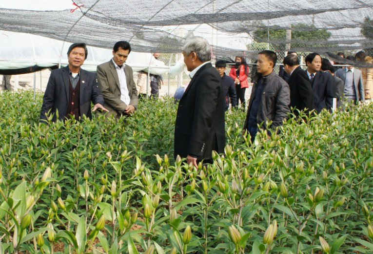 Một trang trại trồng hoa theo mô hình công nghệ cao tại huyện Phúc Thọ 