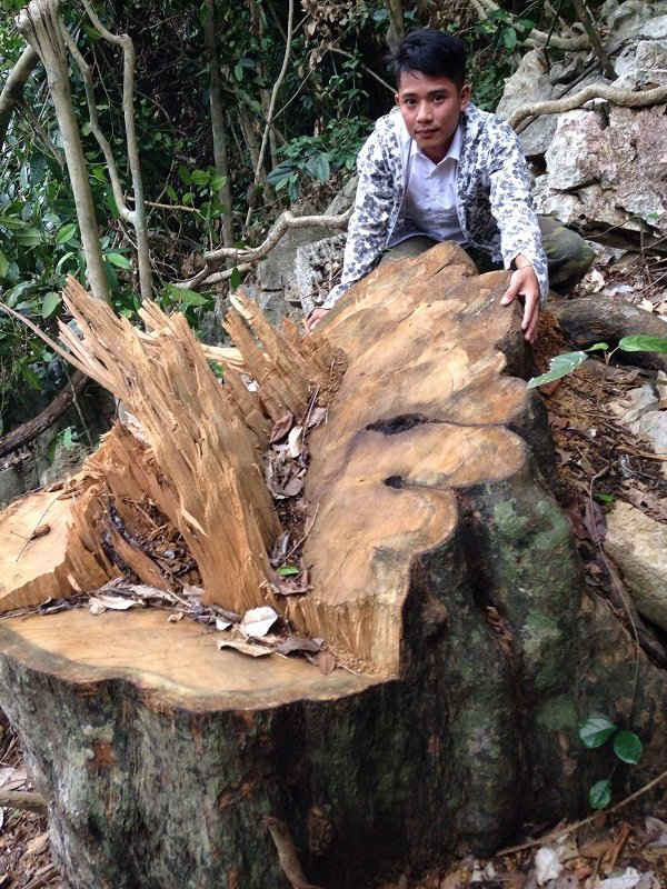 Những cây gỗ lớn 3 người ôm không xuể bị lâm tặc chặt hạ còn chảy nhựa.