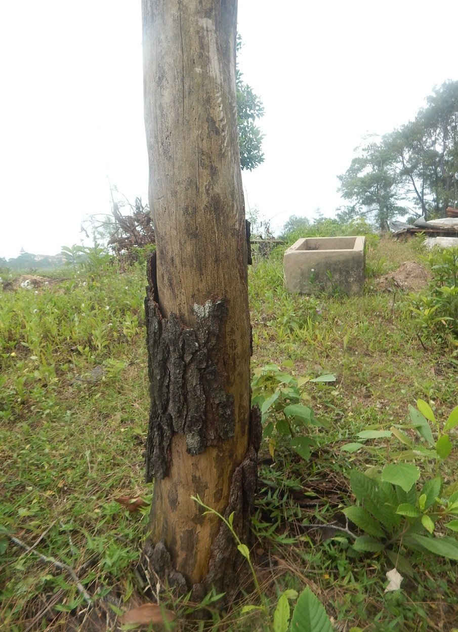 Nhiều gốc thông bị chết khô do tác động của các đối tượng phá rừng