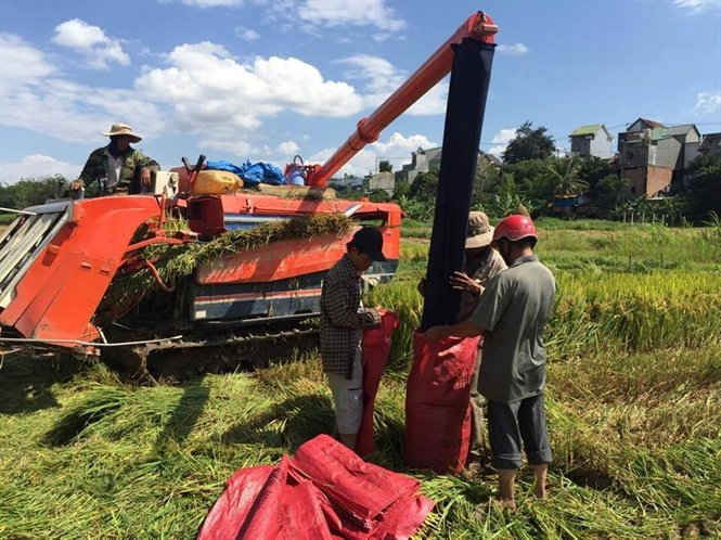 Năng suất lúa ở xã Sa Nghĩa có nơi giảm từ 80 – 90%