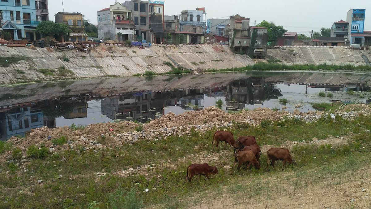 Một khúc sông Ngũ Huyện Khê biến thành màu đen, bốc mùi khó chịu. Trong khi đó, theo một số hộ dân chăn nuôi phường Phong Khê, những con bò hằng ngày được thả ăn cỏ ven dòng sông ô nhiễm này. Ảnh Đức Tuyển.