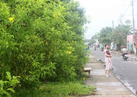 Hàng trăm cây Hoàng Yến được trồng cặp tuyến đường khu Tái định cư xã Hiệp Lợi  đang  trổ bông.