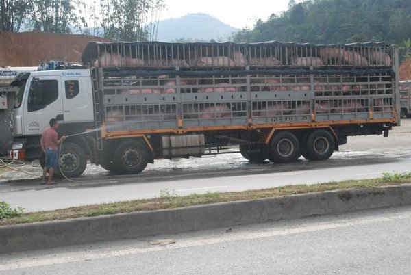 Một xe chở lợn sống chuẩn bị đưa đi tiêu thụ ở biên giới Lào Cai