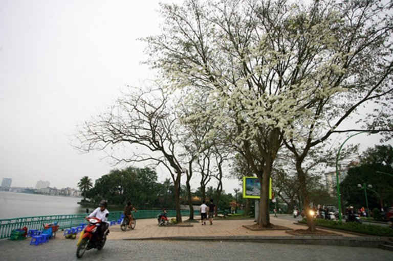 Cây Sưa trắng là loài cây được trồng phổ biến ở Hà Nội thời gian gần đây