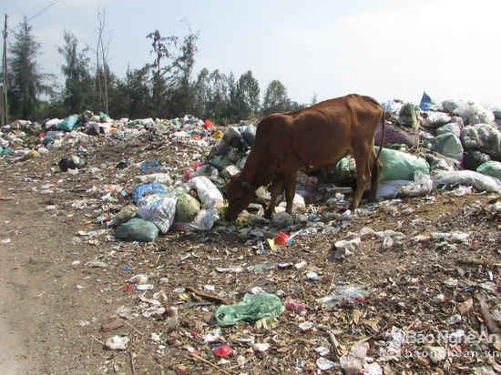 Bãi rác trở thành nơi chăn thả trâu bò.