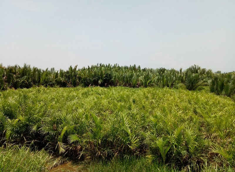 Rừng dừa nước lớn nhất ở Quảng Ngãi sắp bị “khai tử”
