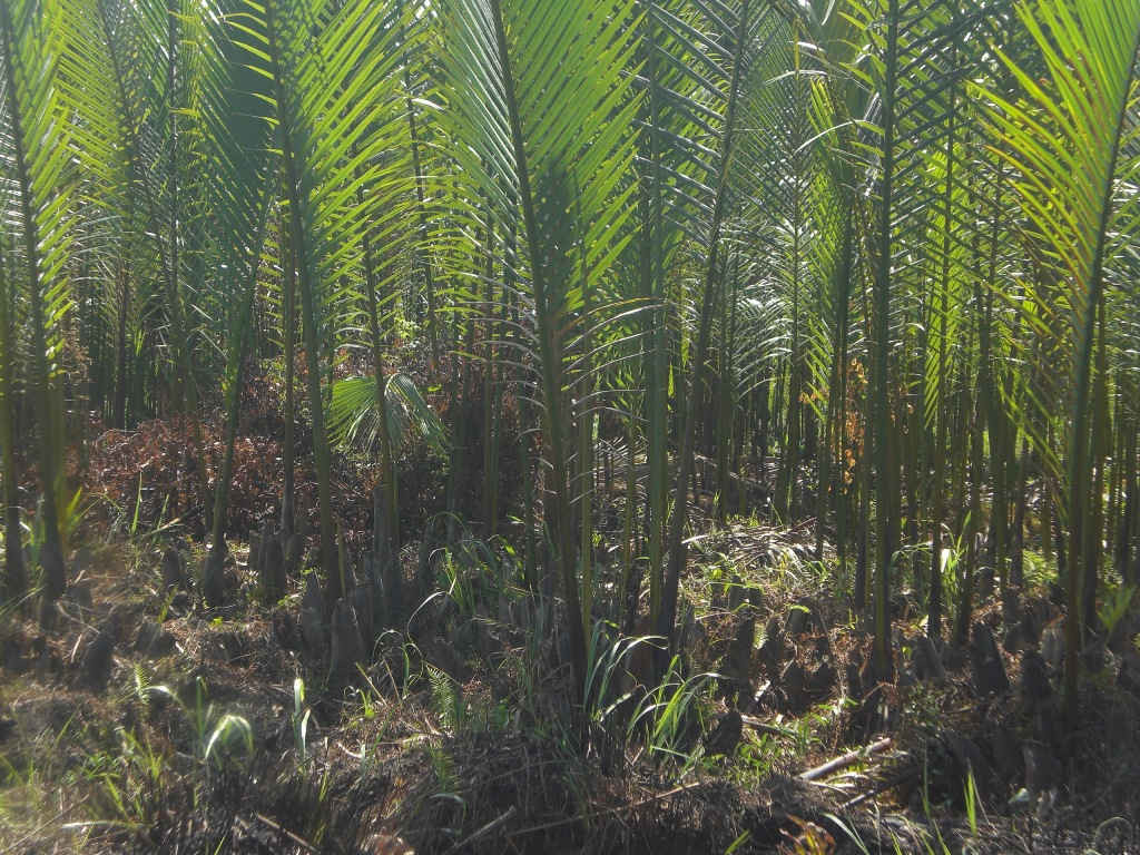 Việc phá bỏ rừng dừa nước kéo theo nhiều vấn đề an sinh, môi trường, điều hòa khí hậu tại các khu công nghiệp